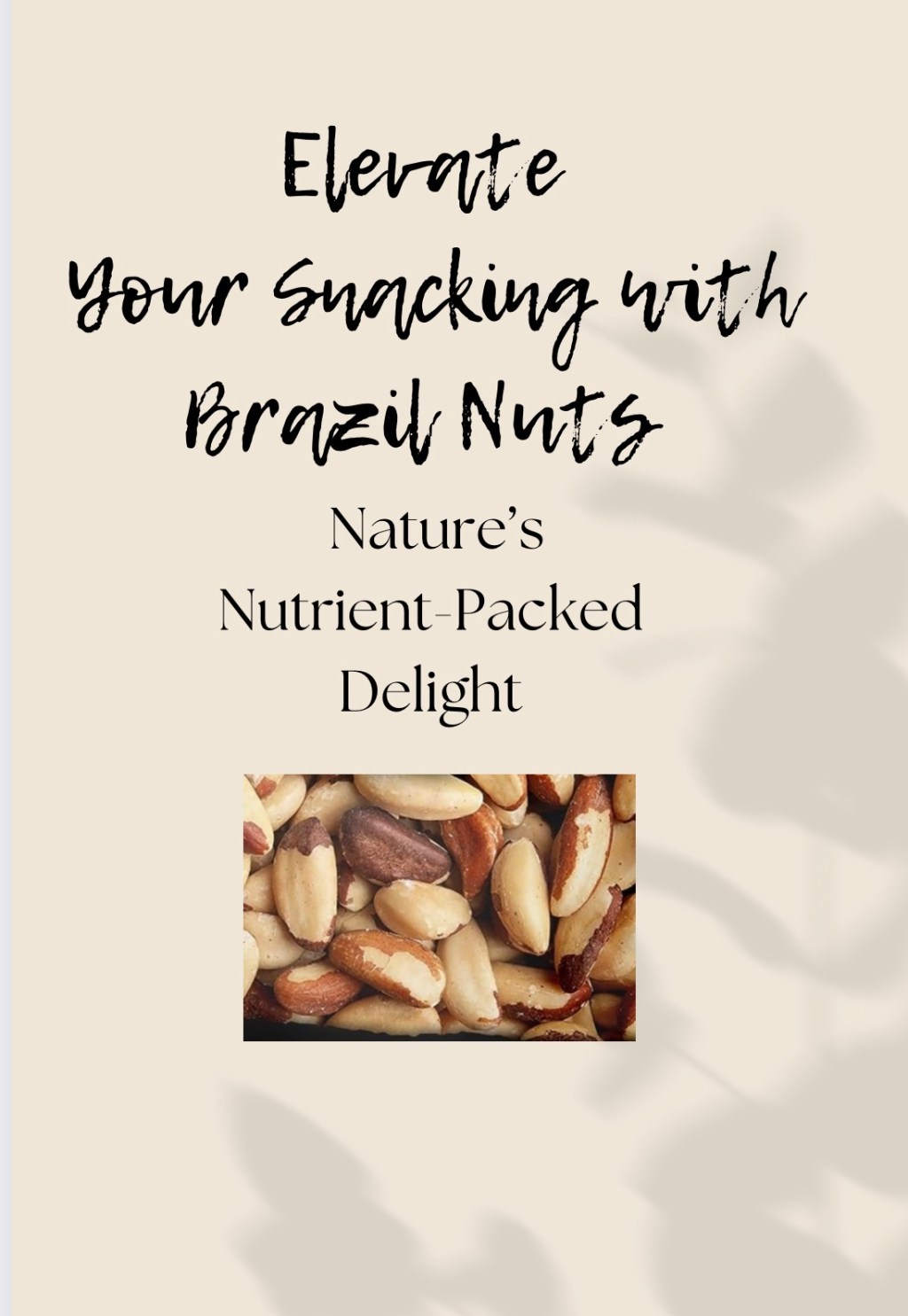 Brazil Nuts: Discovering the Allure of Nature’s Nutritional&nbsp;Gem